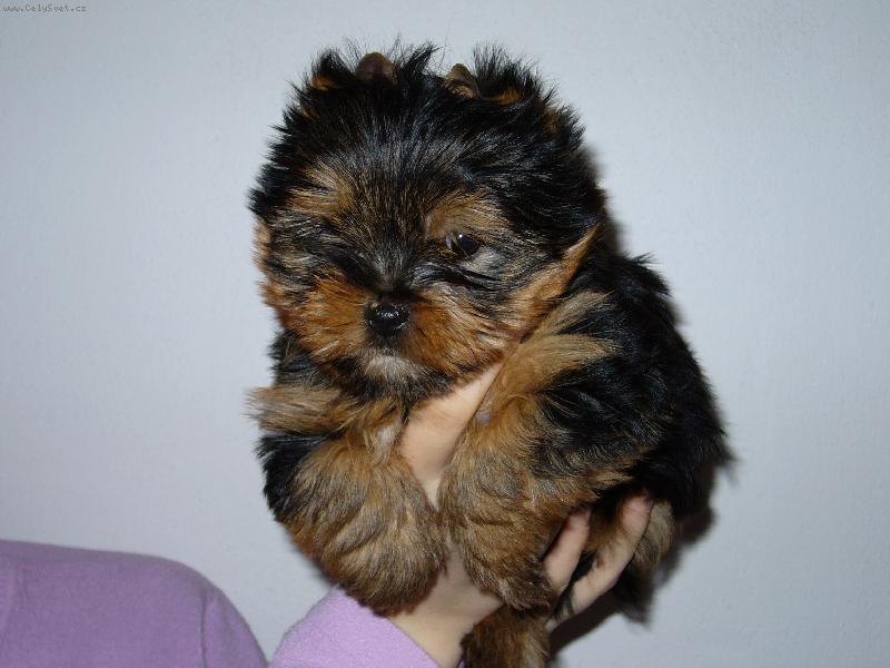 Foto: Jorkšírský teriér-Hádej kdo jsem?Jork nebo čertík?...Obojí!