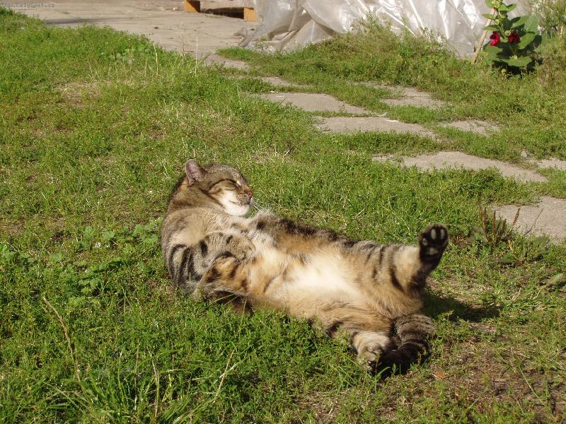 Foto: Rozcvička nebo očista?-Stařenka