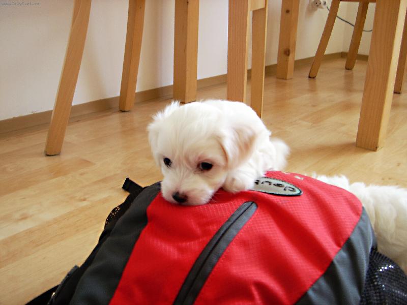 Foto: Jessie jede na výlet-Ne, že mě tu zapomenete!