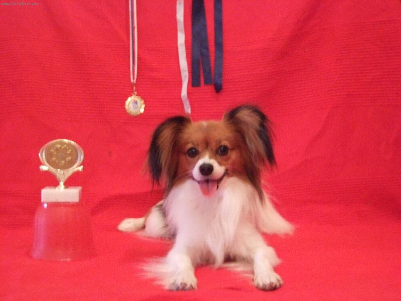 Foto: Bellinka a trofeje-Moje zlato se svým zlatem z výstav