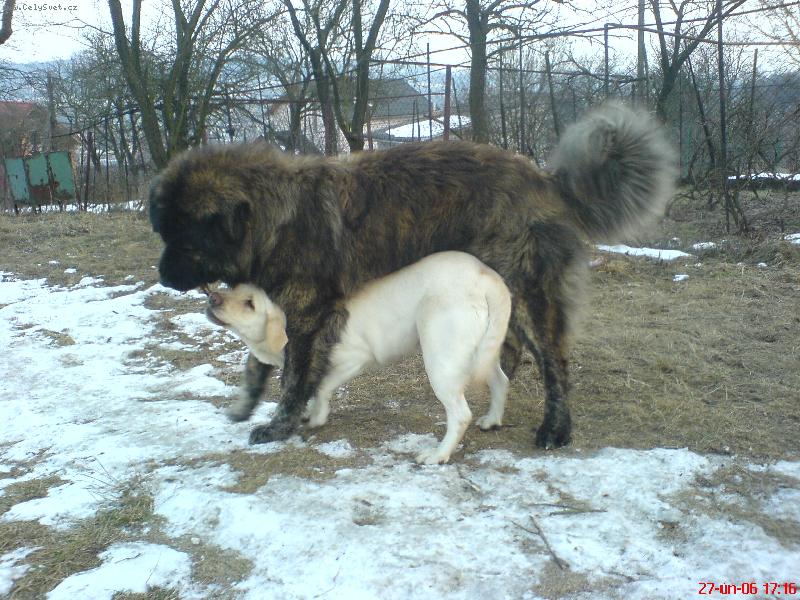 Foto: Naši pejsci labradorka Kettynka a kavkazák Hugo-SSi myslíš,že když seš velkej tak ti ten klacek nevezmu?i myslíš,že když seš velkej tak ti ten klacek nevezmu?