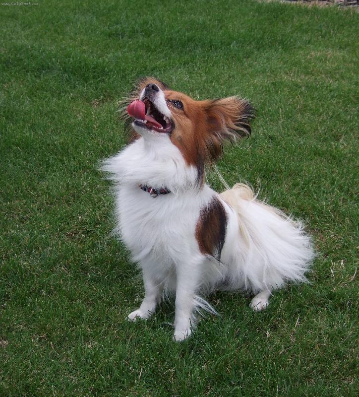 Foto: V pozoru-Papillonka v pozoru a pozor! Ulíže Vás k smrti! Nebezpečná!