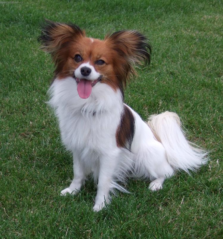 Foto: Anabell na zahradě-Pozor! Umrkám, Vás k smrti!