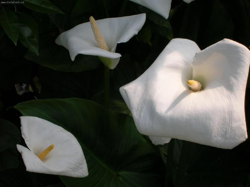 Foto: svatební kytka