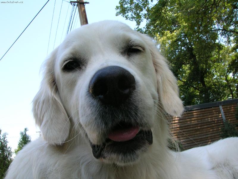 Foto: Pirinka poprvé