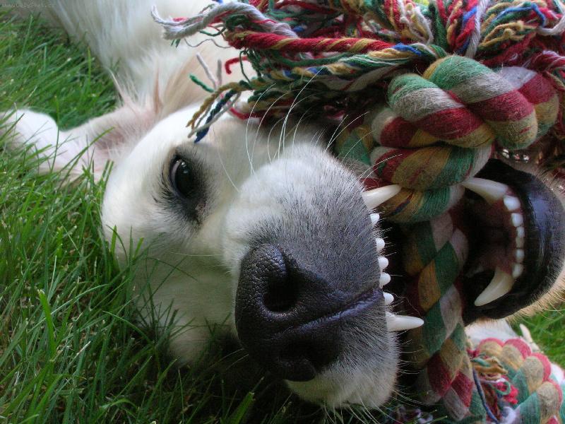 Foto: Pirinka podruhé