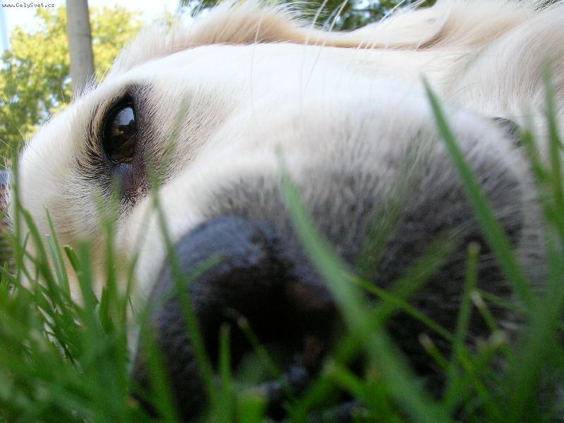 Foto: Pirinka potřetí