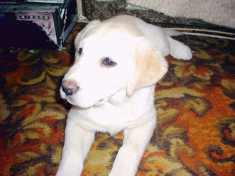 Foto: už mi růžový čumáček