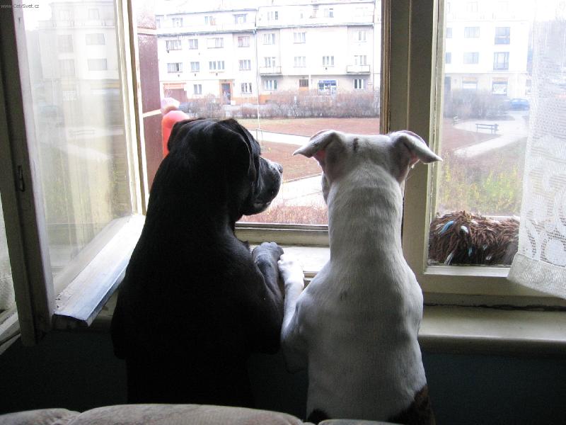 Foto: Psí předpověď počasí