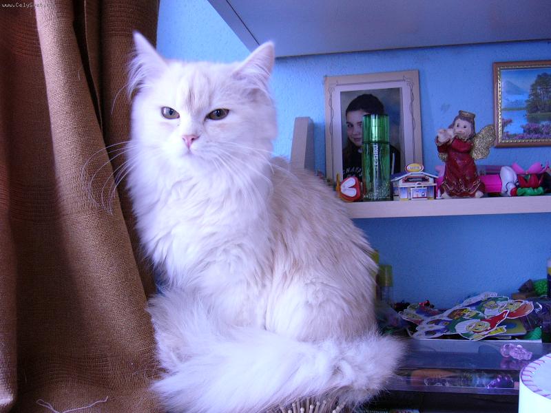 Foto: Náš miláček-sedící kočka