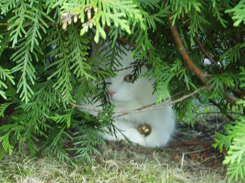 Foto: Adámeček-hrejeme si na schovávanou ;)