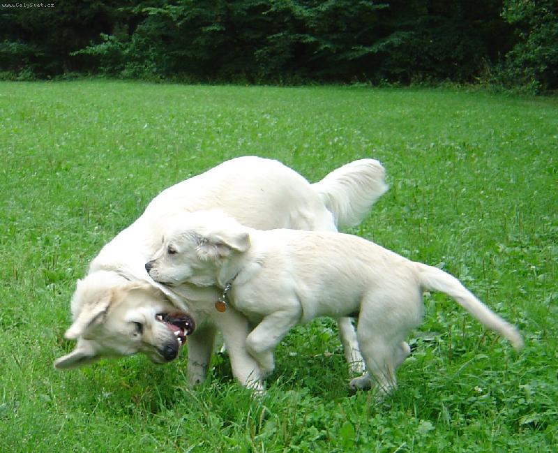 Foto: Bronwynka a Andík-hrátky v lese ;)
