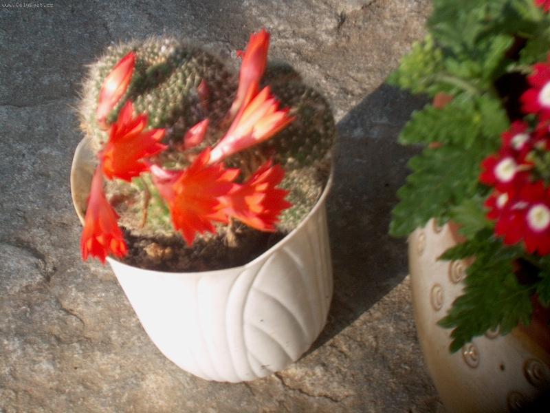 Foto: Kaktus-jojo.když má péči :-)