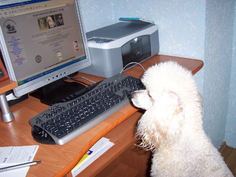 Foto: Dixi-Nerušit! Chatuju na internetu...