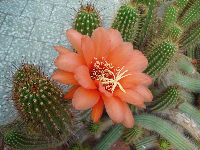 Foto: Oranžový květ