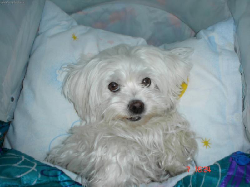 Foto: Peggy v kočárku