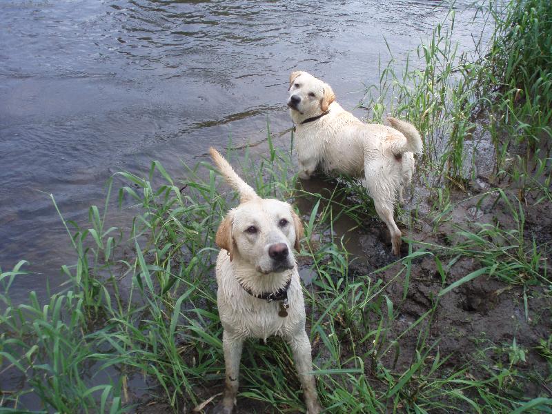 Foto: SAM A BADY-Kamoši