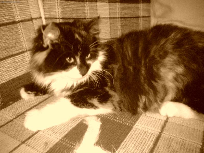 Foto: Moje sluníčko...  :o))-Moje Lotynka.....