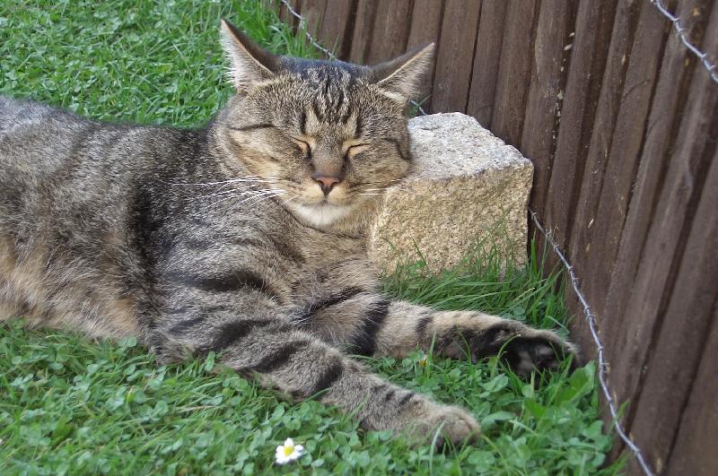 Foto: Mat�skova siesta