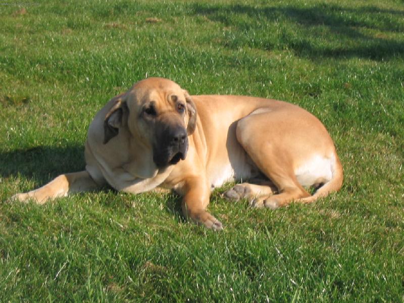 Foto: náš miláček Cori-náš miláček Cori