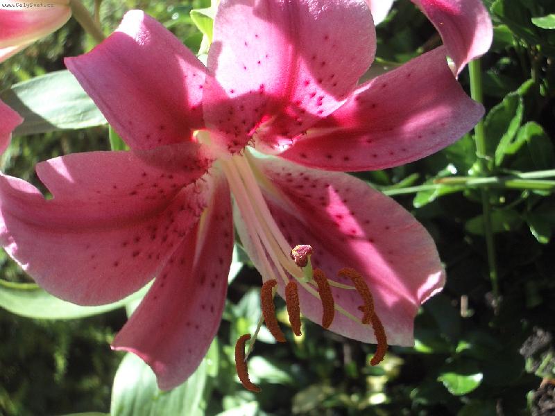 Foto: lilie orientalni