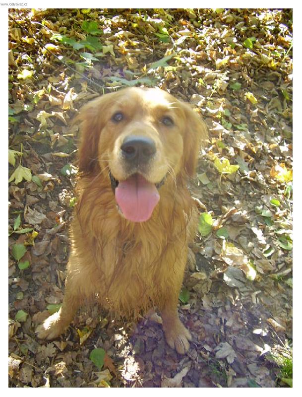 Foto: Vysmaty-hele jak se umim chlamat:)