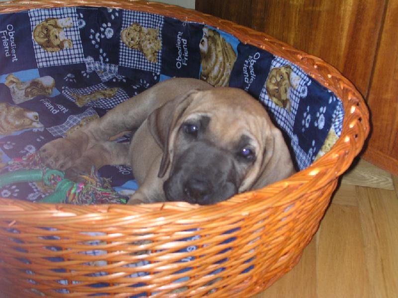 Foto: ještě hodné štěňátko Cori-naše štěstíčko