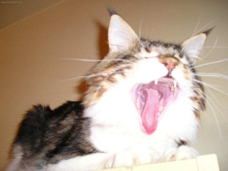 Foto: Uááááá !!!