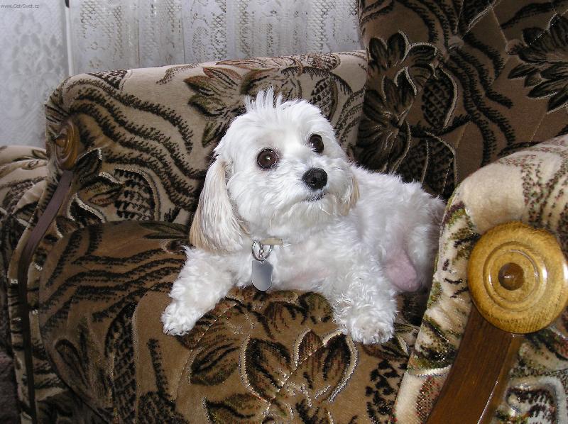 Foto: Besinka-Čekám, čekám