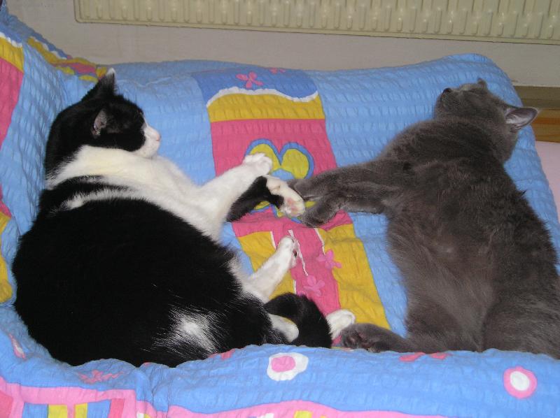Foto: Fanda a Tom-bratrstvo kočičí tlapky