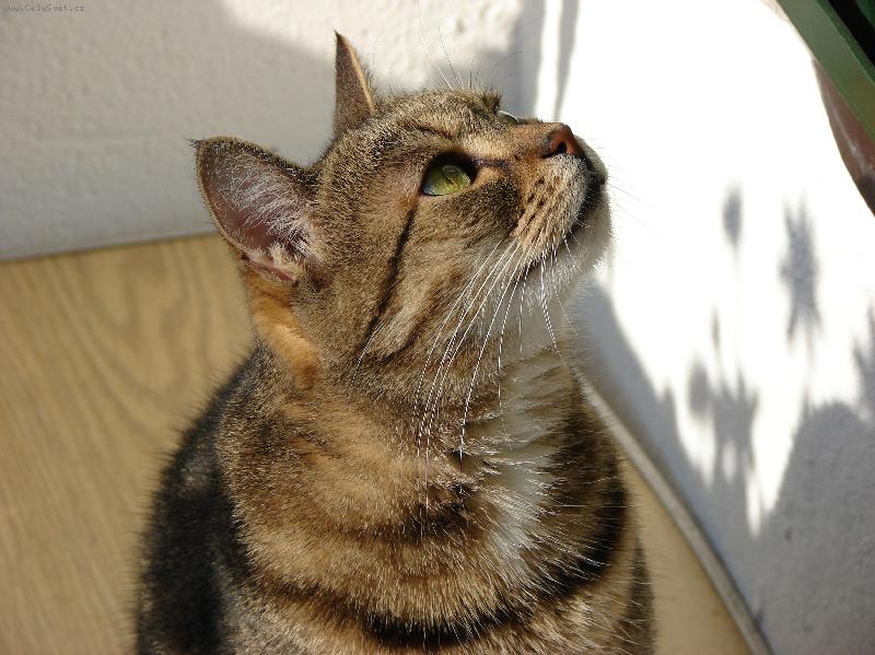 Foto: kočka Eliška