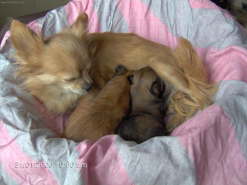 Foto: Čivaví rodinka-něha