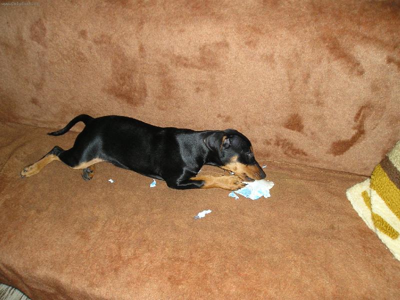 Foto: Ešlinka-"Jak já mám ráda rozbalování dárků!!!"