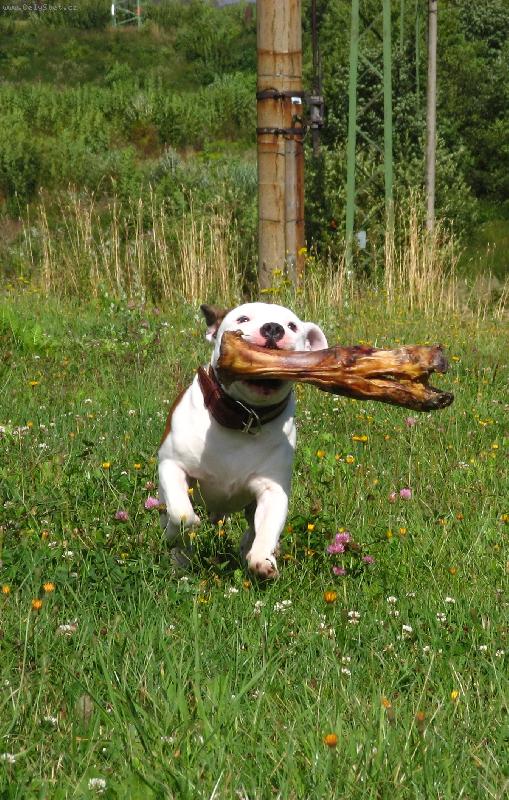 Foto: Díček-Díček lovec