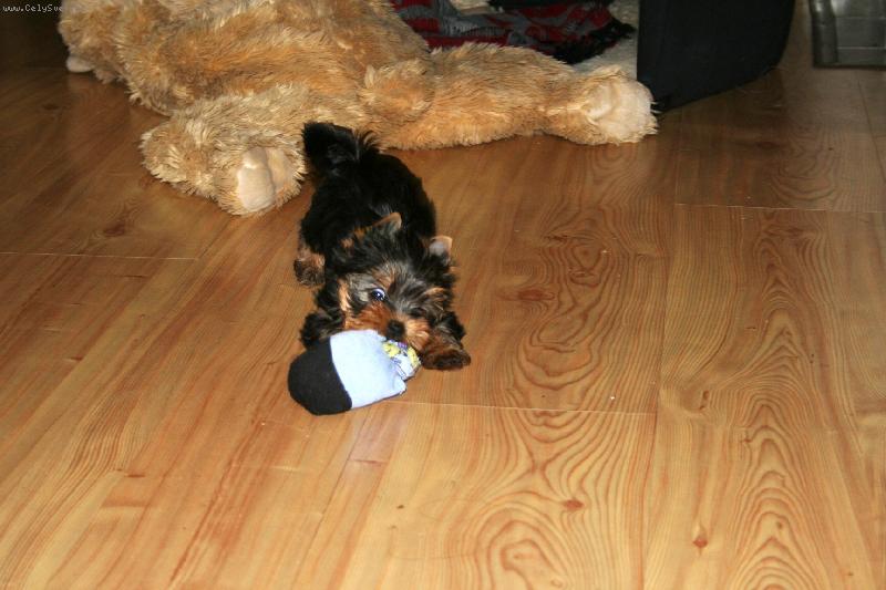 Foto: Lady-Jsem hravá a dravá