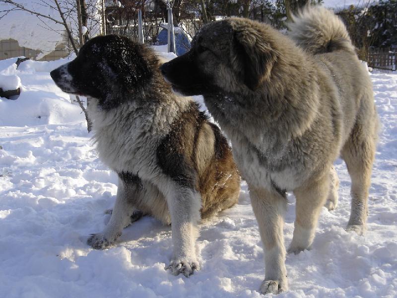 Foto: ááá něco se děje !!!!!!!-naši kavkazáci  ve střehu :-))