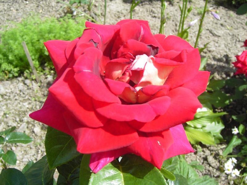 Foto: růžička ze zahrádky