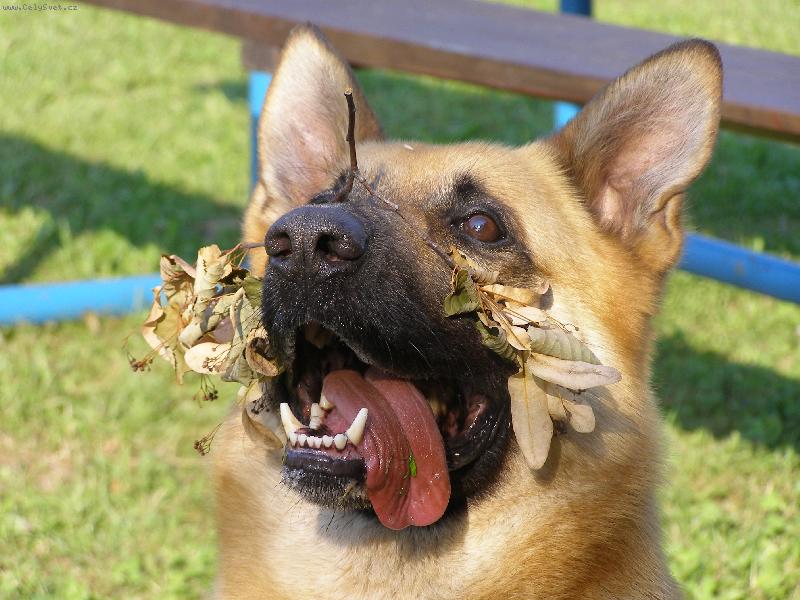 Foto: Rex-návšteva v křoví