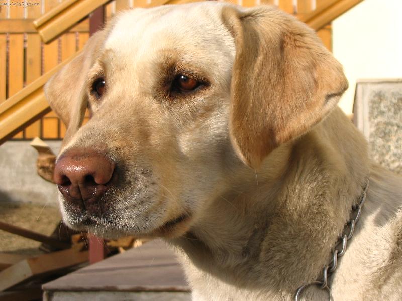 Foto: Hlídač který neštěká.-Agáta