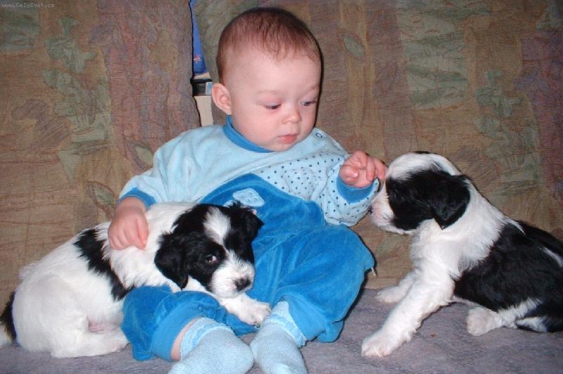 Foto: Branko a šteniatka-5.5 mesačny Branko a jeho mesačne šteniatka