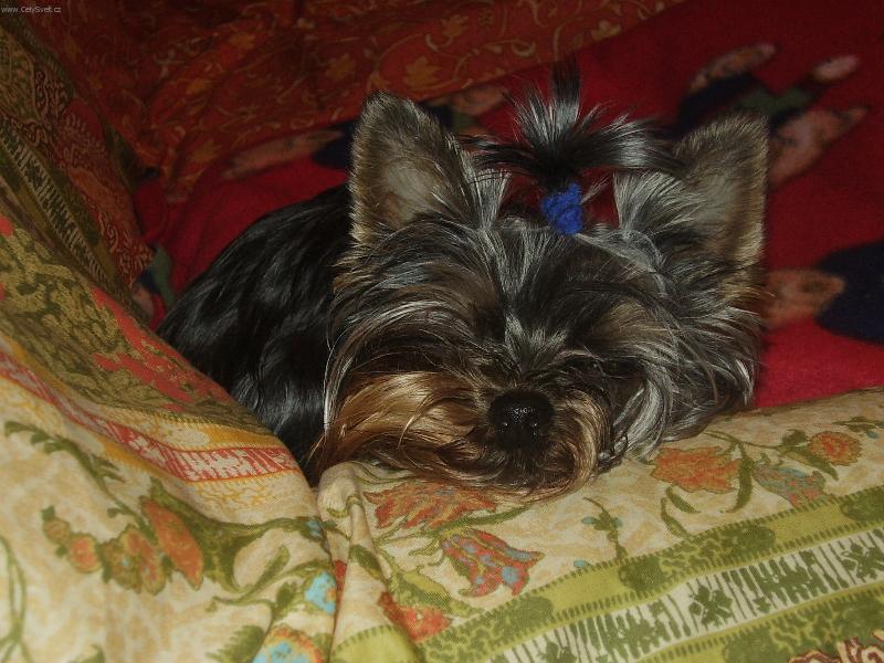 Foto: Rozárka-Už pomalu usínám.....