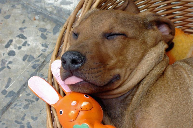 Foto: Krásné usínání-Spící pejsek