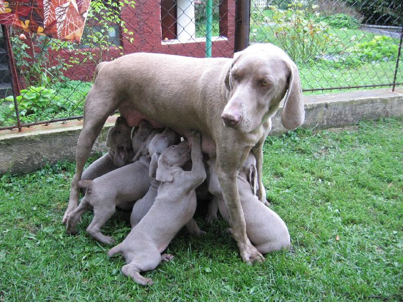 Foto: Astera a štěnata