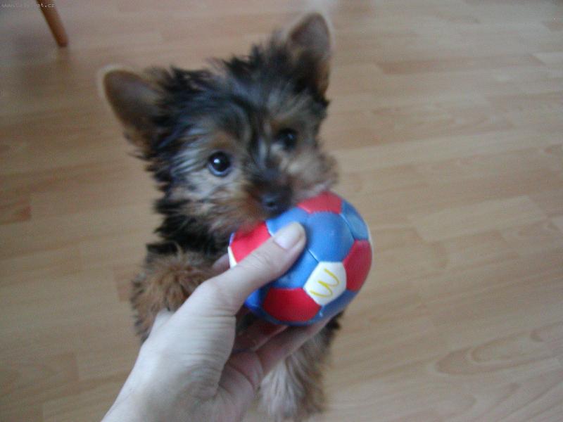 Foto: Můj oblíbený míček