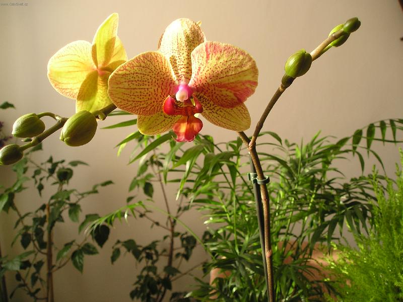 Foto: radost-orchideje