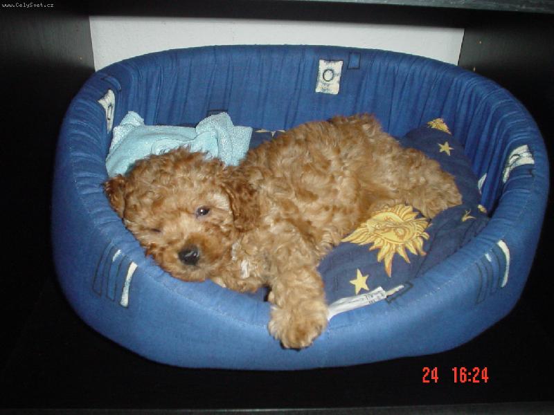 Foto: Sárinečka-Jak byla štěňátko