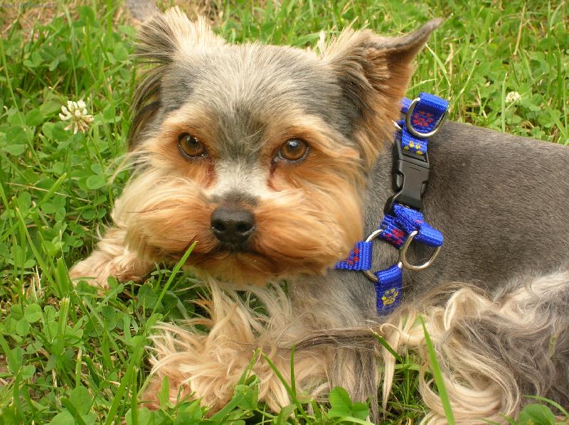 Foto: Artik-..výlet na kole mě trošku zmohl