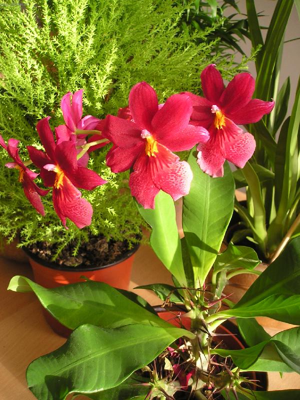 Foto: Krása-orchideje