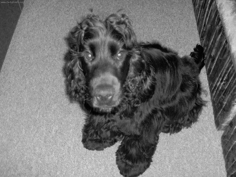 Foto: Strašně rád pózuju :-) KUK DO FOŤÁČKU-Tak to jsem já Milda, mazlíček rodiny.