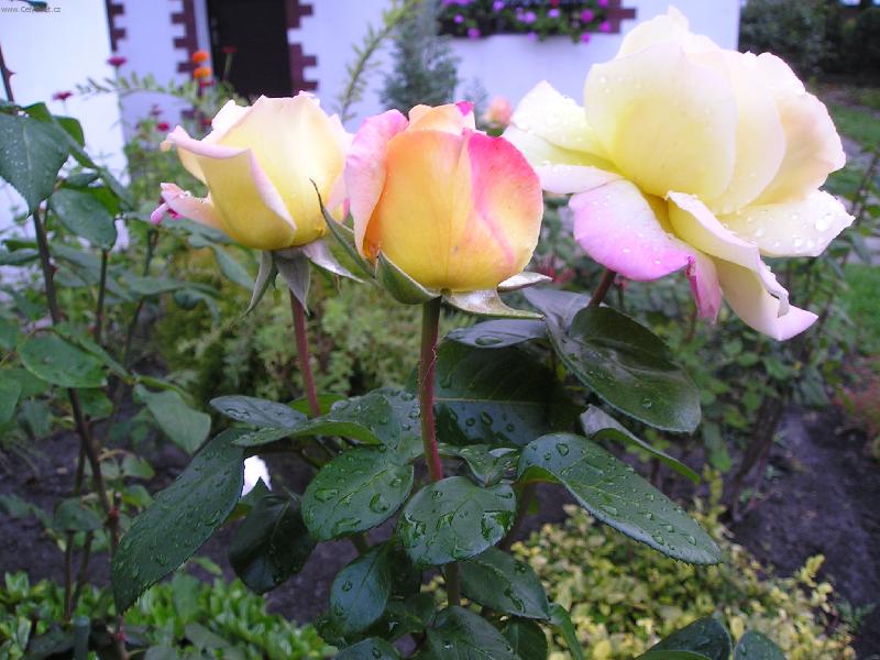 Foto: Je po děšti-růže
